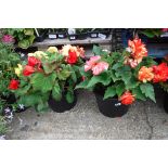 2 begonia patio tubs