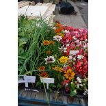 4 small trays of gazanias