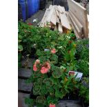 4 small trays of geraniums