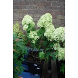 Limelight hydrangea