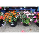 2 patio tubs of mixed plants