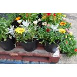 2 gazania pre planted patio tubs