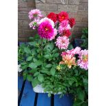 Tray of dahlias in various colours