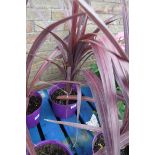 Potted cordyline