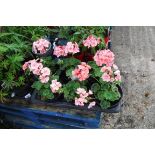 Tray of geraniums