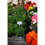 4 small trays of mixed herbs