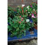 Strawberry plant hanging basket