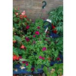 2 purple petunias hanging baskets