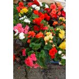 2 trays of bedding begonias