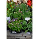 4 small trays of poetry nemesia mix