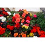 2 trays of bedding begonias