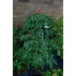 2 red profusion cherry tomato plant hanging baskets