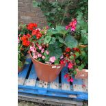 Large patio tub of mixed plants