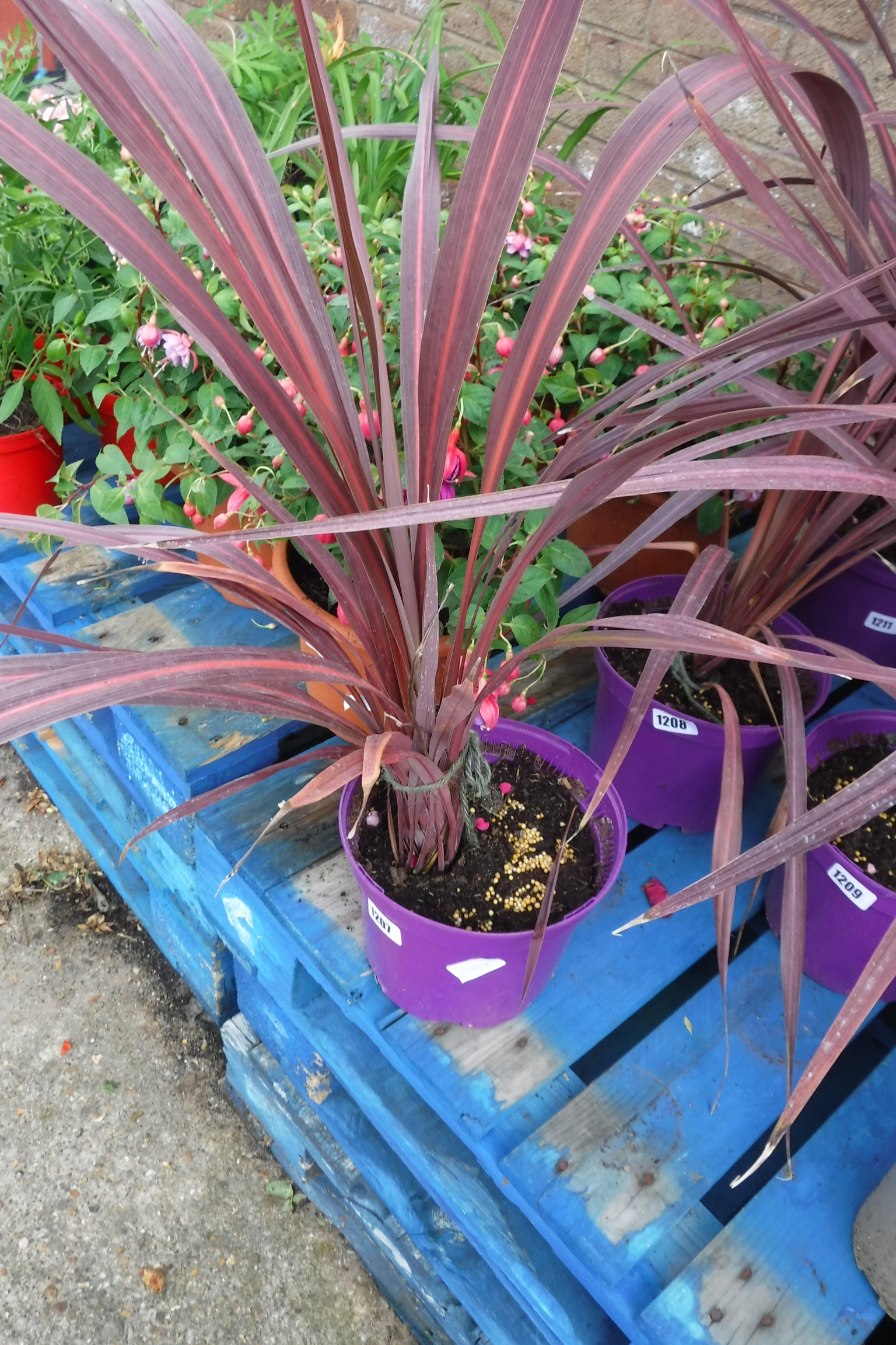 Potted cordyline