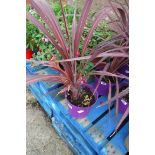 Potted cordyline