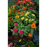 2 patio tubs containing zinnias