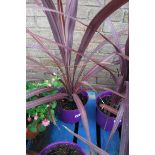 Potted cordyline