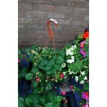 Strawberry plant hanging basket