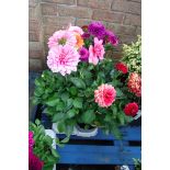 Tray of dahlias in various colours