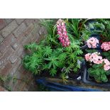 Tray of lupins