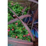 2 fuchsia patio tubs