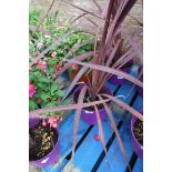 Potted cordyline