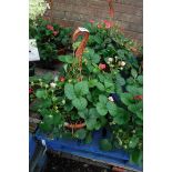 Strawberry plant hanging basket