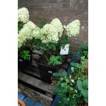 Limelight hydrangea