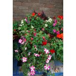 2 patio tubs of mixed plants