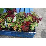 2 trays of wizard coleus