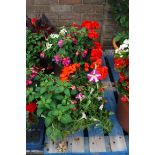 2 patio tubs of mixed plants