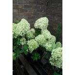 Limelight hydrangea