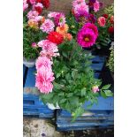 Tray of dahlias in various colours