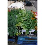 4 trays of black beauty aubergines