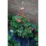 Strawberry plant hanging basket