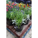 2 pre planted patio tubs of blue salvias and sylvally