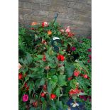 2 begonia hanging baskets