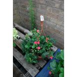 Strawberry plant hanging basket