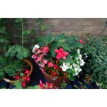 Large patio tub of mixed plants