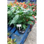 Potted liberty bell sweet pepper