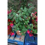 Potted fuchsia