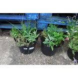 2 patio tubs of mixed herbs