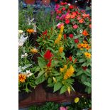 2 celosia patio tubs