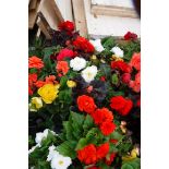 2 trays of bedding begonias