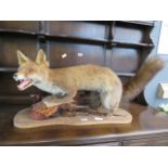 Taxidermists example of a fox with cock pheasant