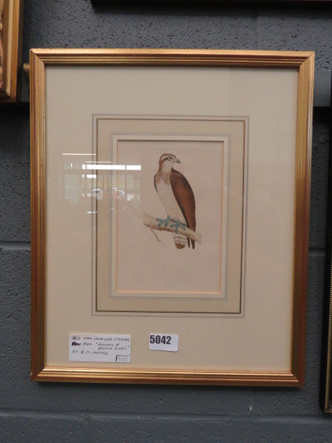 Engraving of an osprey