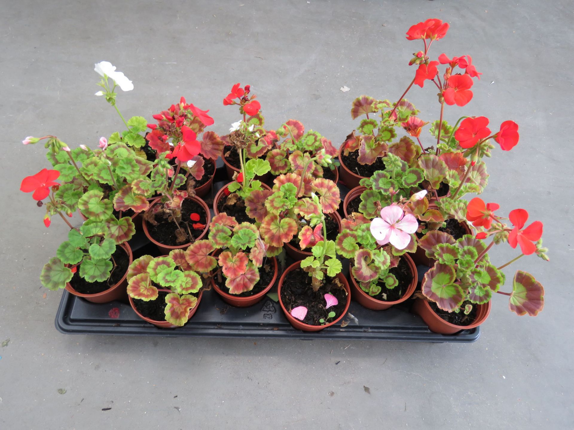 Tray of 18 geranium plants