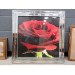 Photographic print of a red rose