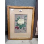 Frame and glazed painting of white flower and friut
