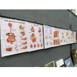 8 educational anatomical posters